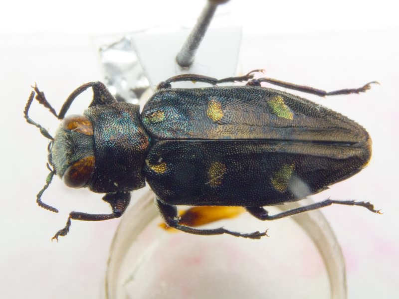 Chrysobothris igniventris Reitter, 1895